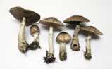 Agaricus subrutilescens